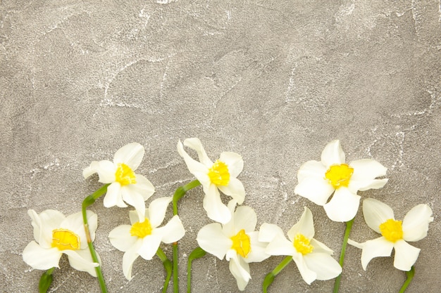 Narcisse de printemps sur un béton gris