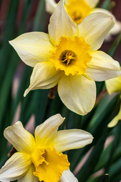 Narcisse variété jaune de narcisse avec une grande tasse