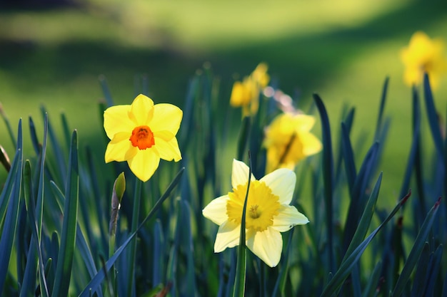 Narcissus pseudonarcissus jonquille sauvage ou lys carême est une plante à fleurs vivaces