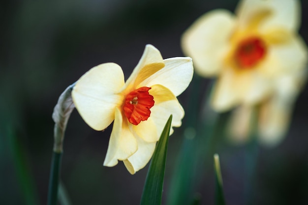 Narcissus tazetta jonquille Bunchflower fleurs dans le jardin de printemps