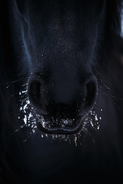 Narines de cheval frison dans la neige en gros plan