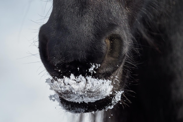 Narines de cheval frison dans la neige en gros plan