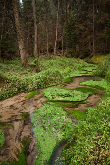 Narrows ruisseau sec en forêt