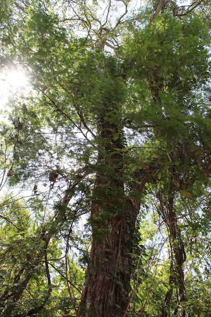 Photo naturalité de la forêt