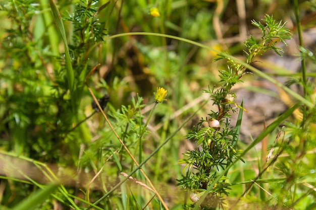 Photo naturalité de la forêt