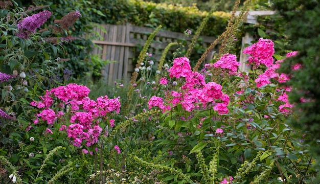 La nature en abondance Une photo du jardin en été