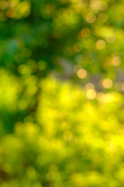 Nature abstraite or vert et jaune fond flou lumière du soleil brillant sur les feuilles sous