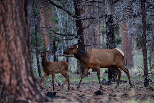 Nature animaux concept whitetailed roe bambi faon jeune capreolus belle faune buck