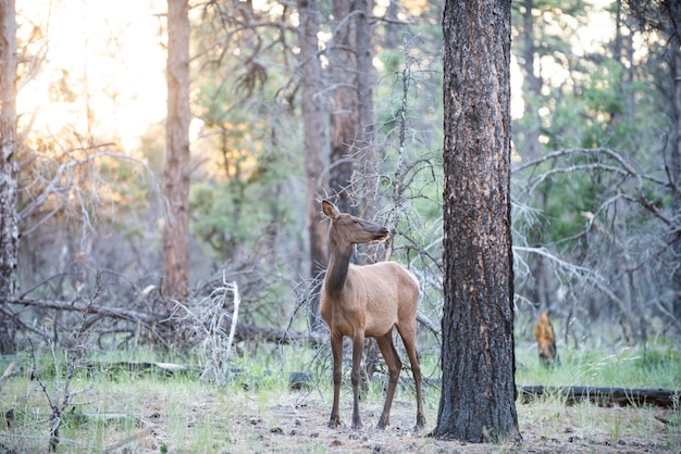 Nature animaux concept whitetailed roe bambi faon jeune capreolus belle faune buck