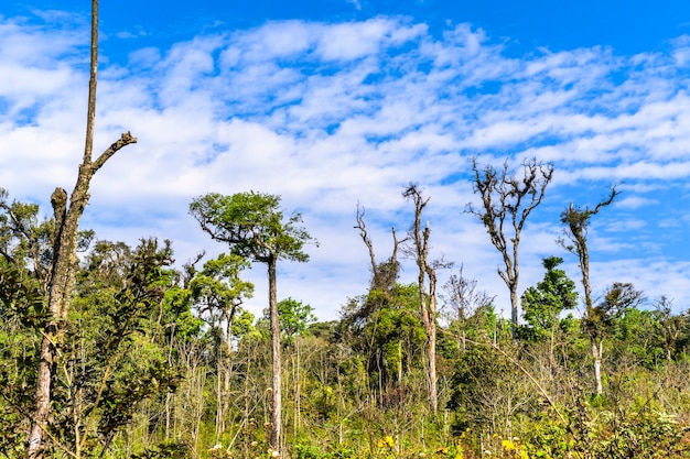 Nature arbre de la forêt tropicale et bluesky en Asie