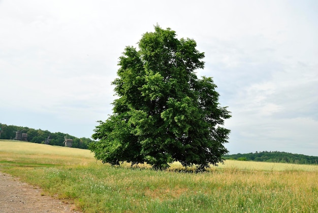 Nature des arbres sur le fond du vieux village Ukraine