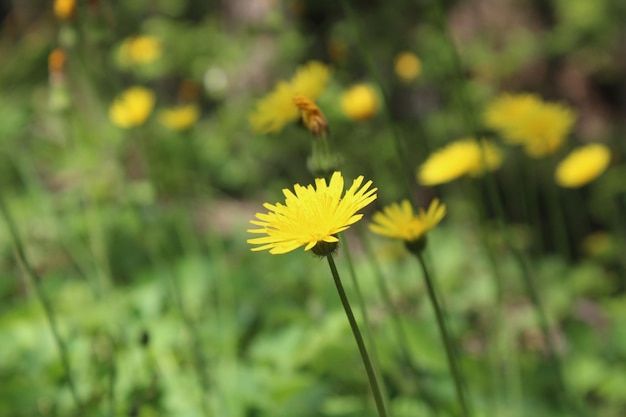 La nature au printemps La nature verte