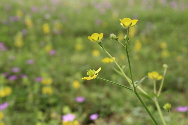 La nature au printemps La nature verte