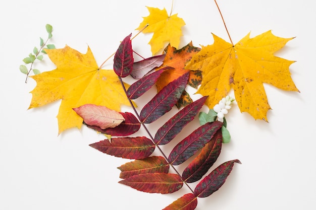 Nature automne Arrangement créatif de feuilles jaunes et rouges sur une surface blanche