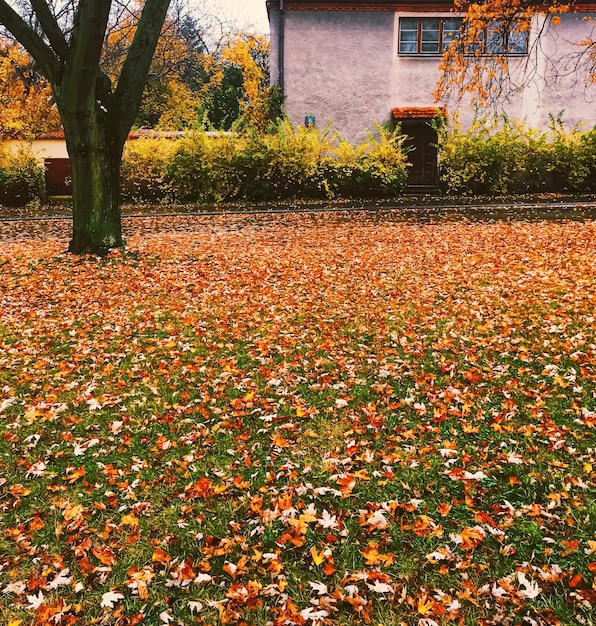 Nature d'automne dans les feuilles d'automne du parc et les arbres à l'extérieur