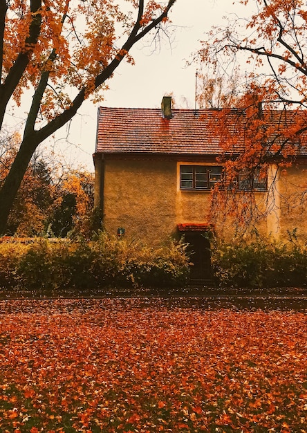 Nature d'automne dans les feuilles d'automne du parc et les arbres à l'extérieur