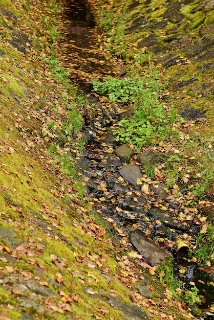 Nature d'automne dans la forêt