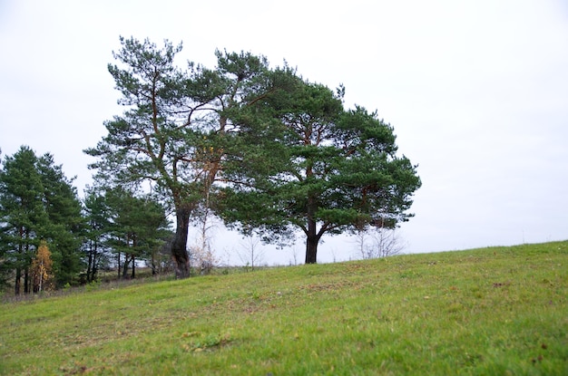 Photo la nature en automne