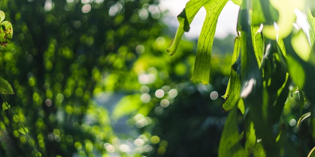 Nature backgroundleaf herbe et fond d'arbres verts