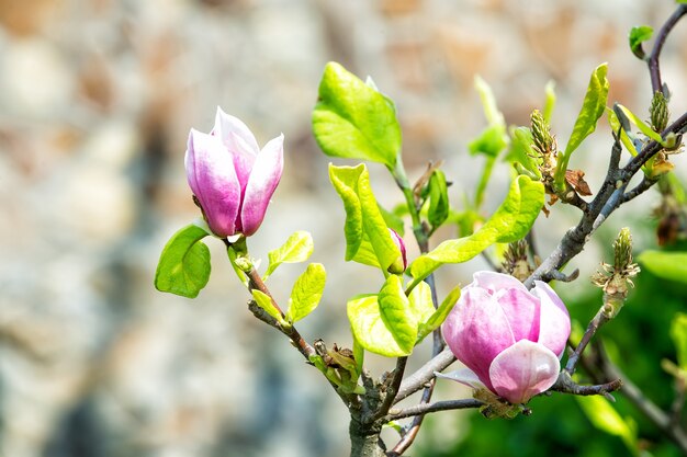Nature, beauté, environnement. Fleur de magnolia aux beaux jours, fleur de printemps. Fleur de Magnolia fleurit sur fond flou. Concept de saison de printemps. Nouvel éveil à la vie.