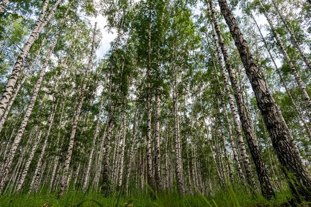 La nature des bouleaux blancs dans la vue de dessous de l'été de la forêt