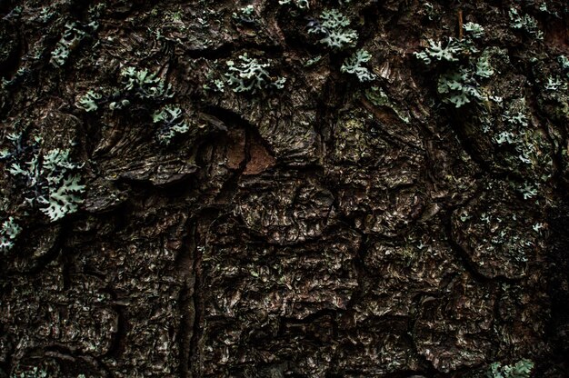 Nature des Carpates Forêt sur les collines verdoyantes dans les montagnes d'été Forêt de montagne verte brumeuse