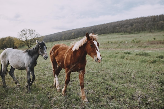 Nature champs chevaux animaux mammifères paysage inchangé