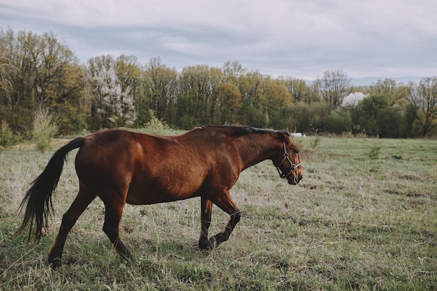 Nature champs chevaux mammifères animaux paysage ranch