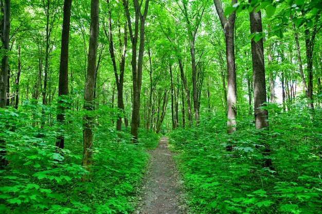 La nature. Chemin dans la forêt verte d'été