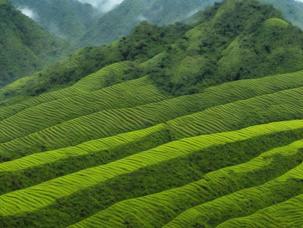 La nature colombienne