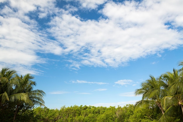 nature et concept d'arrière-plan - forêt verte et ciel bleu nuageux