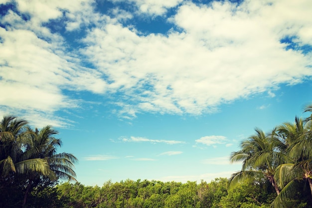 nature et concept d'arrière-plan - forêt verte et ciel bleu nuageux