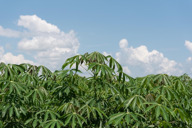 Nature de la culture de l'igname dans les plantations de patates douces