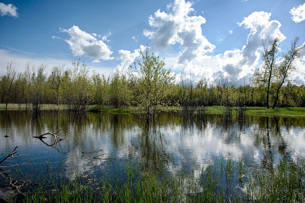 Nature dans la forêt