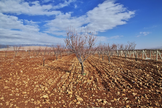 Nature dans la vallée de la Bekaa au Liban