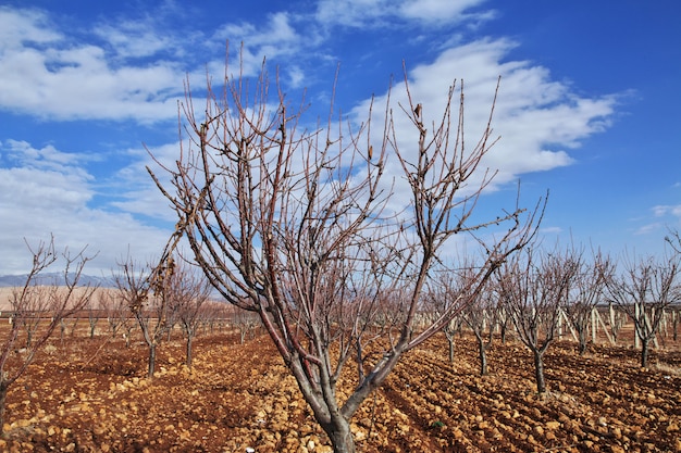 Nature dans la vallée de la Bekaa au Liban