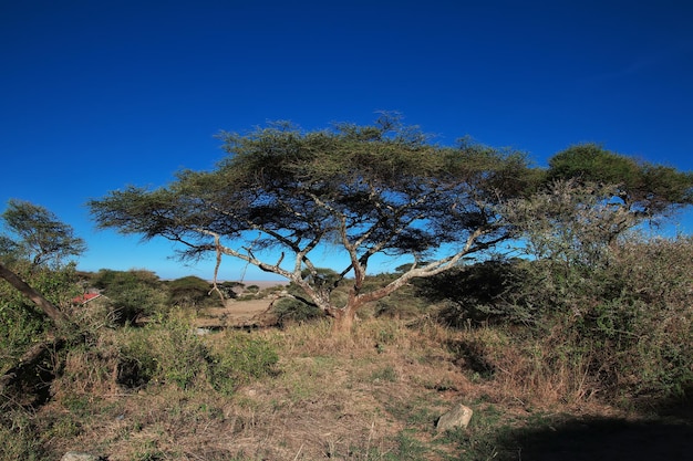 Nature du Kenya et de la Tanzanie en Afrique