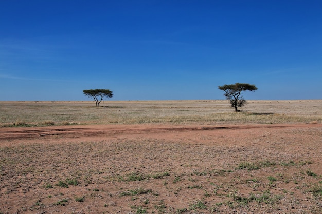 Nature du Kenya et de la Tanzanie, Afrique