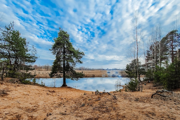 Nature du Nord au début du printemps Pins sur la rive du fleuve Écotourisme paysage calme