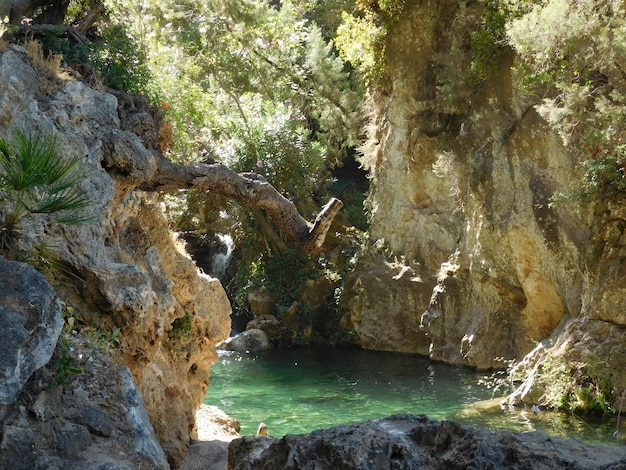 nature eaux arbre et calme