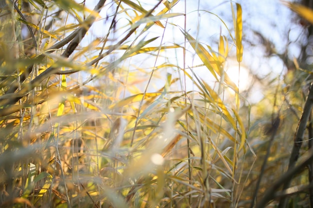 La nature environnante qui est toujours autour de nous pendant les heures de clarté