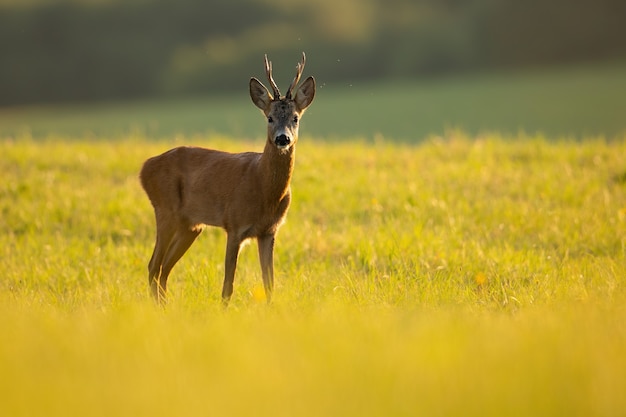 nature avec espace copie. Chevreuil à la recherche sur les pâturages verts au soleil