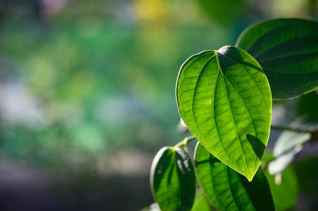 Nature de la feuille verte avec bokeh, feuille tropicale.