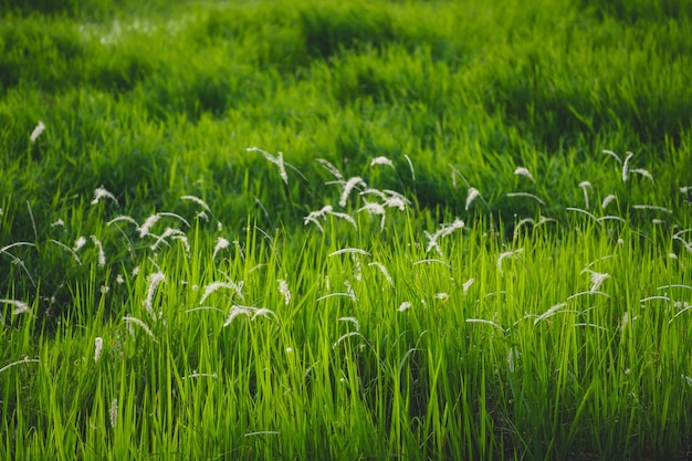 Nature de la feuille verte dans un beau jardin Écologie de la forêt tropicale et arrière-plan de verdure naturelle Feuilles vertes naturelles fond de plantes page de couverture environnement écologie ou verdure concept de fond d'écran