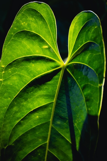 Nature de la feuille verte dans un beau jardin Feuilles vertes naturelles plantes page de couverture de fond environm