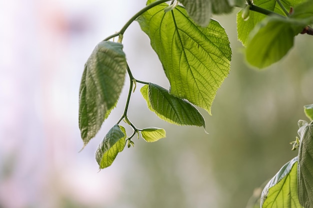 Nature de la feuille verte dans le jardin en été Plantes à feuilles vertes naturelles