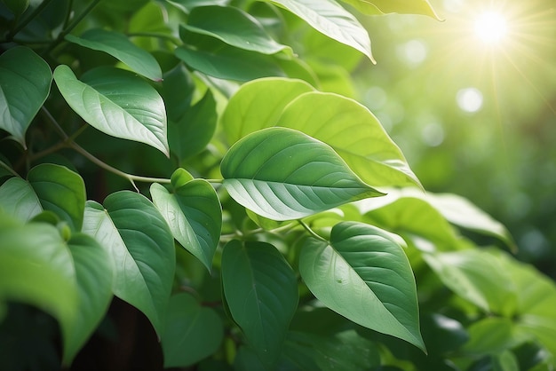 Nature de la feuille verte dans le jardin en été sous la lumière du soleil Les feuilles vertes naturelles des plantes utilisant comme fond de printemps l'environnement écologie ou le papier peint de verdure