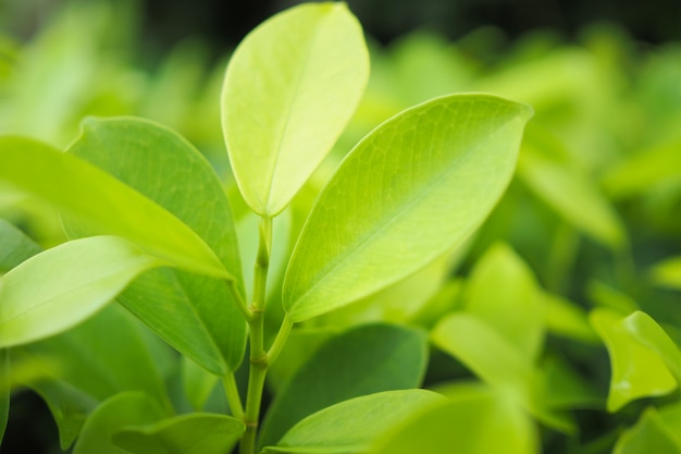 Nature de la feuille verte sur fond de verdure