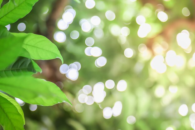 Photo nature feuille verte sur la nature floue