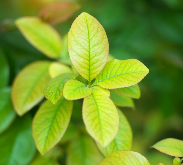 Nature des feuilles de printemps